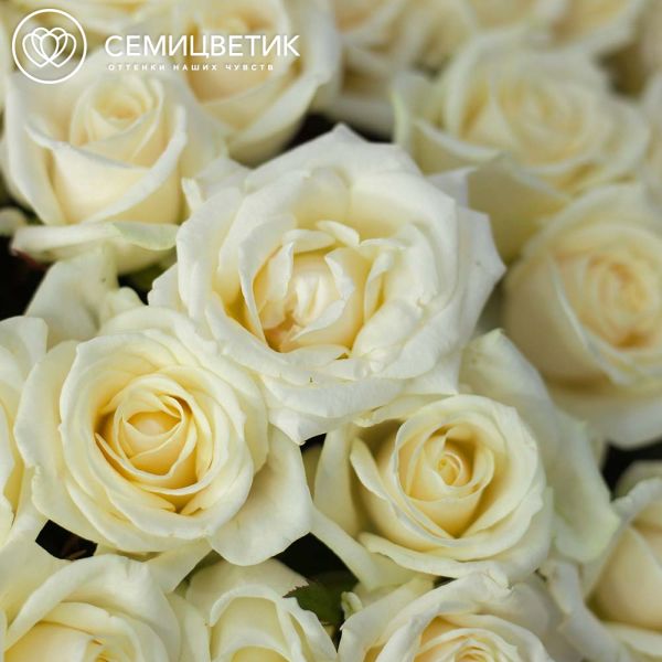 Композиция из 151 белой розы (Россия) в корзине