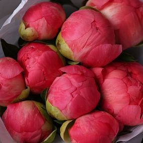 Букет из 9 коралловых пионов Coral Sunset Premium
