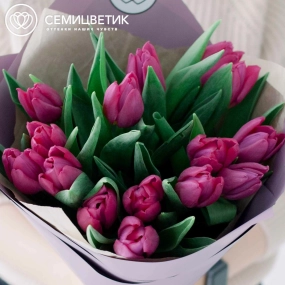 Букет из 15 малиновых тюльпанов в сиреневой пленке