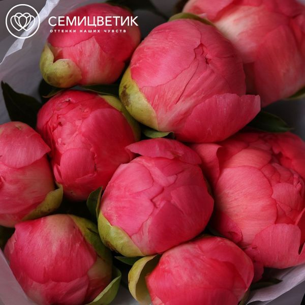 Букет из 9 коралловых пионов Coral Sunset Premium
