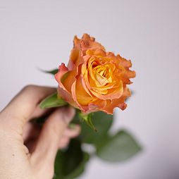 Роза (Кения) 40 см Оранжевая поштучно