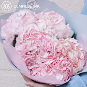 Букет из 5 розовых гортензий в голубой пленке