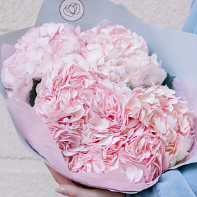 Монобукет  из 5 розовых гортензий в голубой пленке