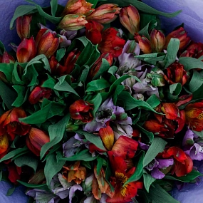 Монобукет  из 25 альстромерий в красных и фиолетовых тонах в розовой пленке