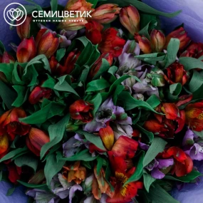 Букет из 25 альстромерий в красных и фиолетовых тонах в розовой пленке