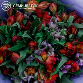 Букет из 25 альстромерий в красных и фиолетовых тонах в розовой пленке