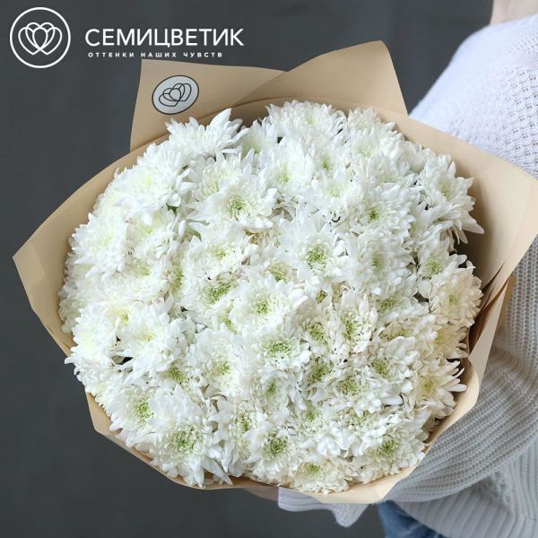 Букет из 15 белых кустовых хризантем в кремовой пленке