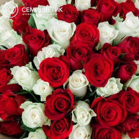 Букет из 75 красных и белых роз 35-40 см (Кения) в кремовой пленке