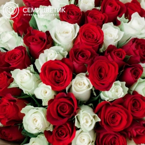Букет из 75 красных и белых роз 40 см (Кения) в кремовой пленке