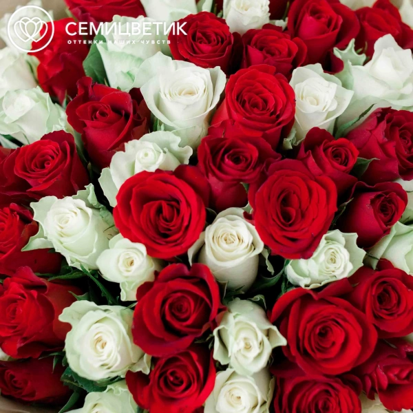Букет из 75 красных и белых роз 35-40 см (Кения) в кремовой пленке