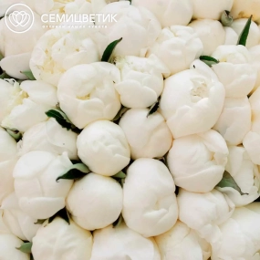 Букет из 101 белого пиона Premium в кремовой пленке