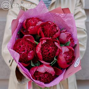 Маленький букет  из 7 бордовых пионов Premium