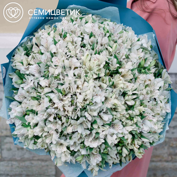 Букет из 101 белой альстромерии в голубой пленке