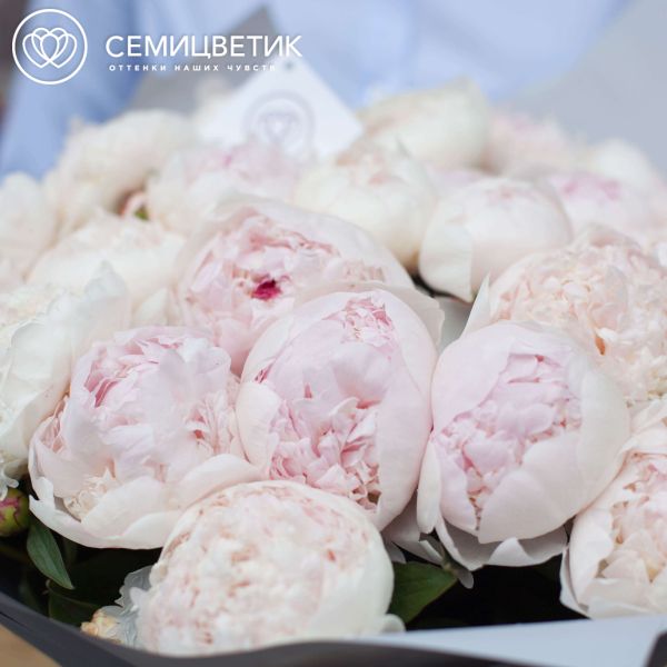 Букет из 25 нежно-розовых пионов Gardenia Premium