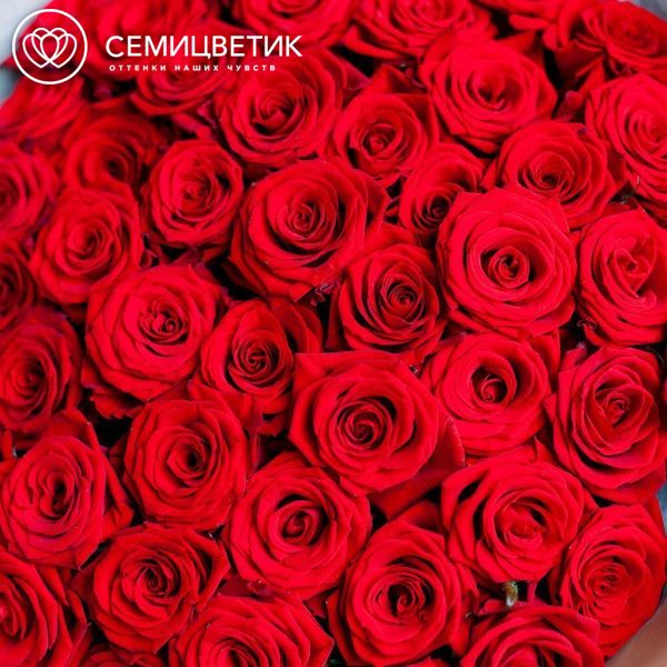 Букет из 51 красной розы 35-40 см (Россия) в кремовой пленке