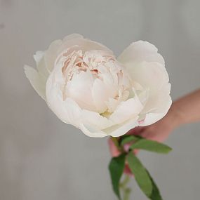 Букет из 51 белого пиона Kelway`s Glorious Premium