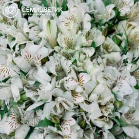 Букет из 101 белой альстромерии в голубой пленке