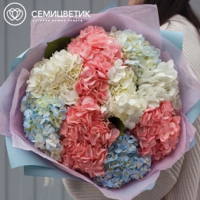 Букет из 9 гортензий нежный микс в голубой пленке