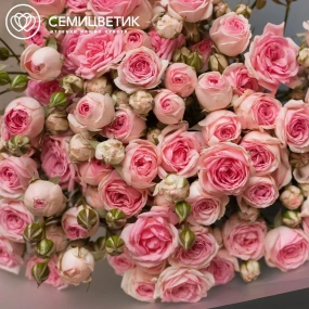 Букет из 15 кустовых пионовидных розовых роз 60 см (Россия) в прозрачной пленке