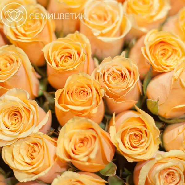 51 персиковая роза (Кения) 40 см Premium