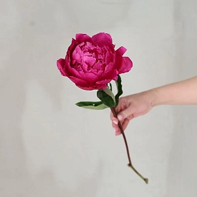 Букет из 25 ярко-розовых пионов Red Sarah Bernhardt Premium в розовой упаковке