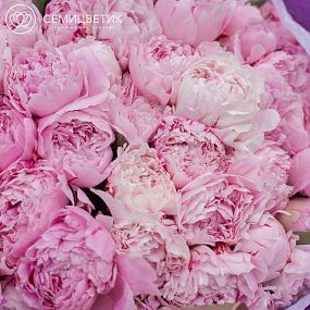 Пион Premium Sarah Bernhardt розовый поштучно