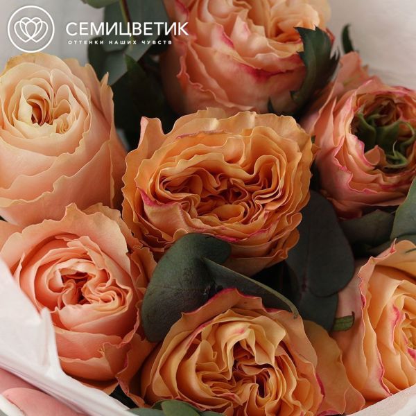 Букет из 7 пионовидных персиковых роз Princess Crown (Эквадор) 50 см с эвкалиптом