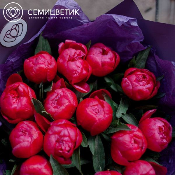 Букет из 15 коралловых пионов Coral Sunset Standart