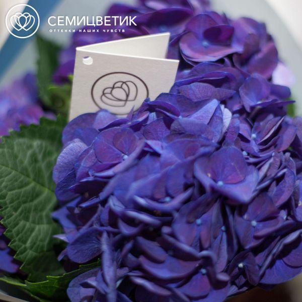 Букет из 3 сине-фиолетовых гортензий