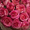 Кремовые розы с розовой каймой Carrousel 60 см (Эквадор)