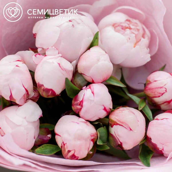 Букет из 11 розовых пионов Standart в розовой пленке