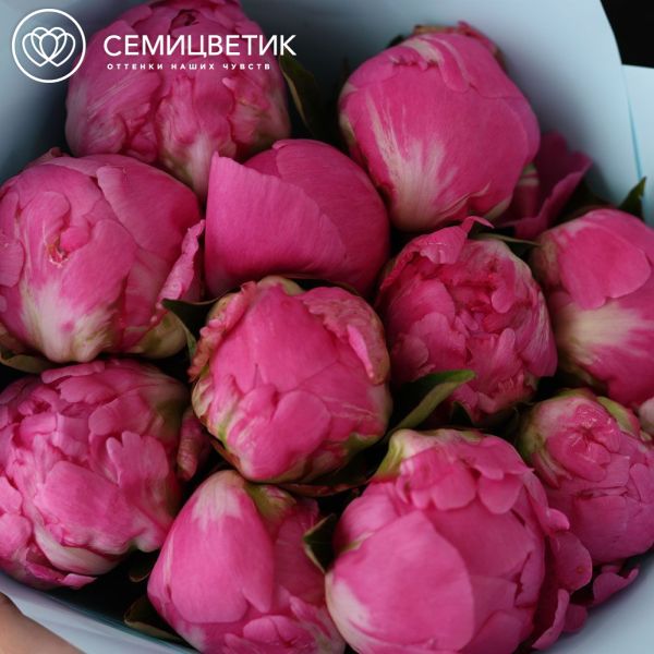 Букет из 11 ярко-розовых пионов Flemming Premium в голубой пленке