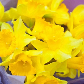 Букет из 15 нарциссов в сиреневой пленке