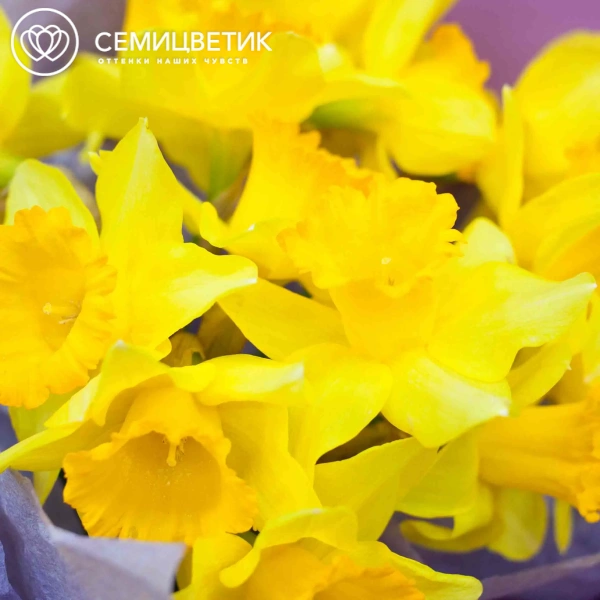 Букет из 15 нарциссов в сиреневой пленке