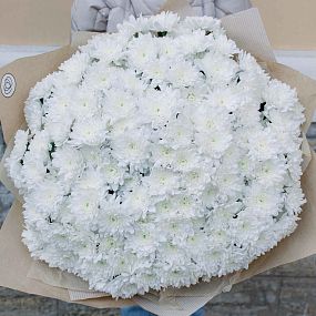 Букет из 51 белой кустовой хризантемы