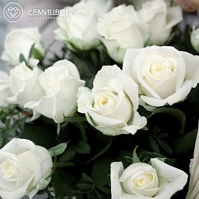 Композиция из 25 белых роз (Россия) с фисташкой в корзине