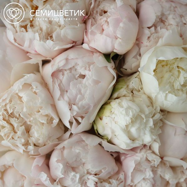 Букет из 11 белых пионов Kelway`s Glorious Premium