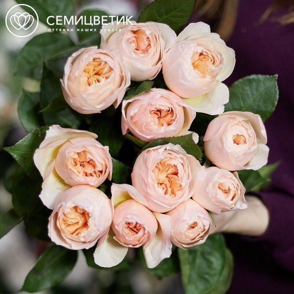 Букет из 11 персиковых пионовидных роз Juliet 50 см (Эквадор)