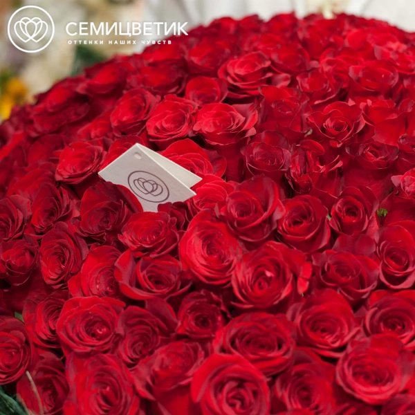 Букет из 151 красной розы Freedom 60 см (Эквадор) в упаковке