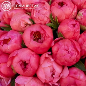 Букет из 51 кораллового пиона Coral Sunset Premium в упаковке