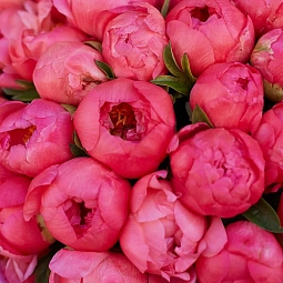 Букет из 51 кораллового пиона Coral Sunset Premium в упаковке
