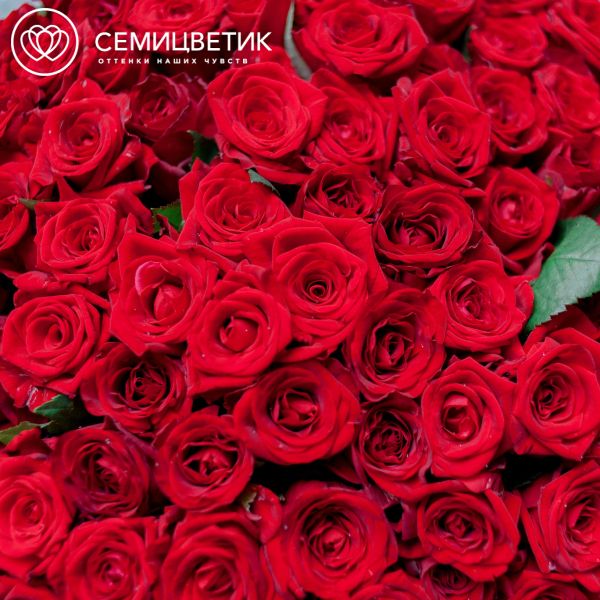 Букет из 101 красной розы 40 см (Россия)