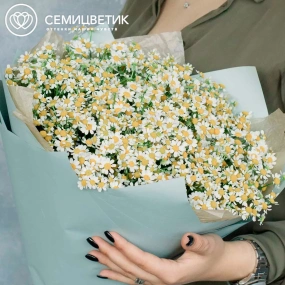 Букет из 51 матрикарии в голубой пленке