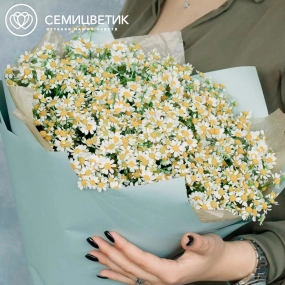 Букет из 51 матрикарии в голубой пленке