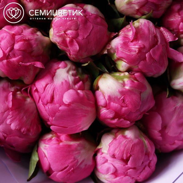 Букет из 15 ярко-розовых пионов Flemming Premium в сиреневой пленке