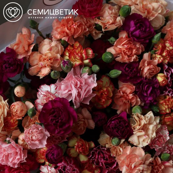 Букет из 51 кустовой гвоздики микс