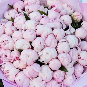 Букет из 51 розового пиона Standart в розовой пленке