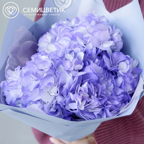 Букет из 3 фиолетовых гортензий в голубой пленке