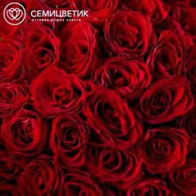 Букет из 65 красных роз 40 см (Кения) в кремовой пленке
