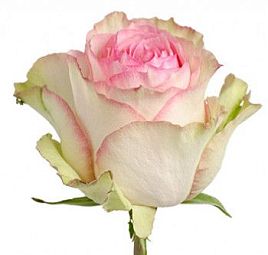 Роза (Эквадор) Esperance 50 см Розово-фисташковая поштучно